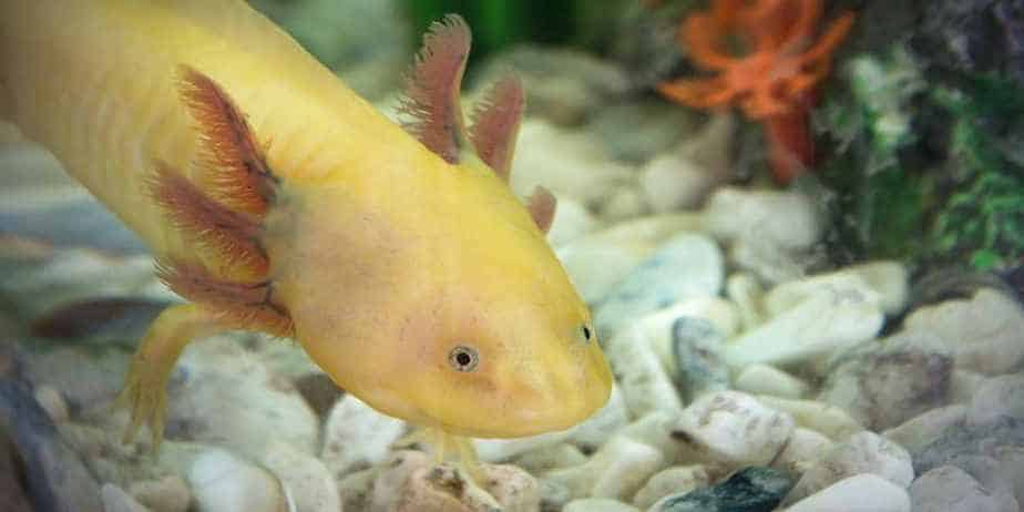Does PetSmart Sell Axolotls In 2021? (Try This Instead...)