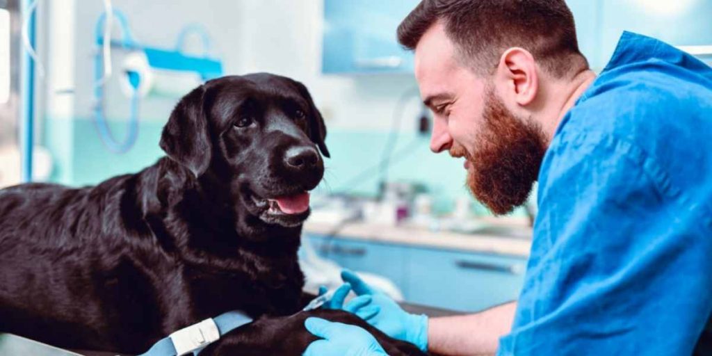 2024 Comprehensive Guide to PetSmart Grooming Packages and Average Dog