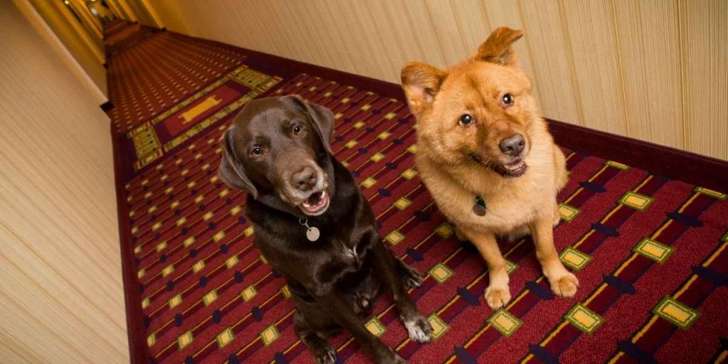 PetSmart Hotel 2024 (Price, Locations, Cleanliness + FAQs)