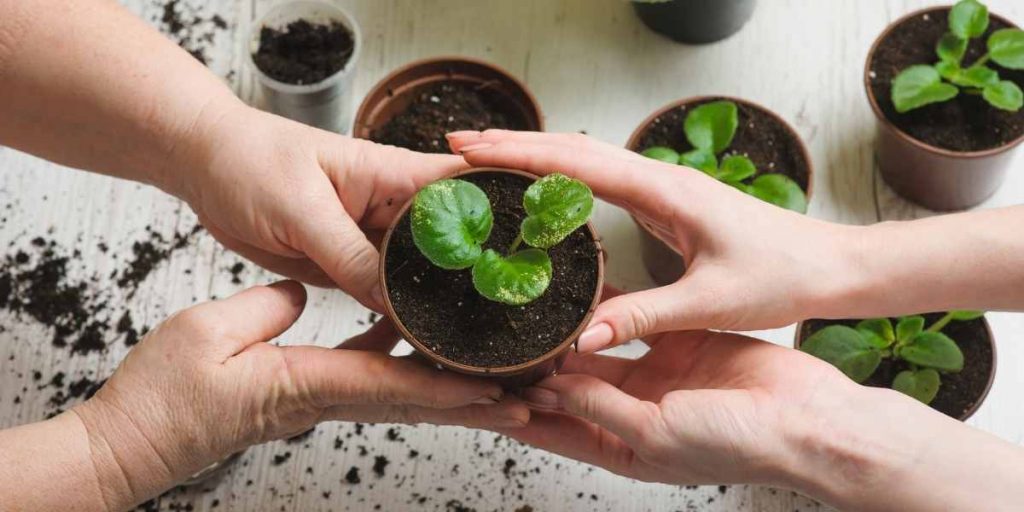 Home Depot Plant Return Policy In 2023 (Your Full Guide)