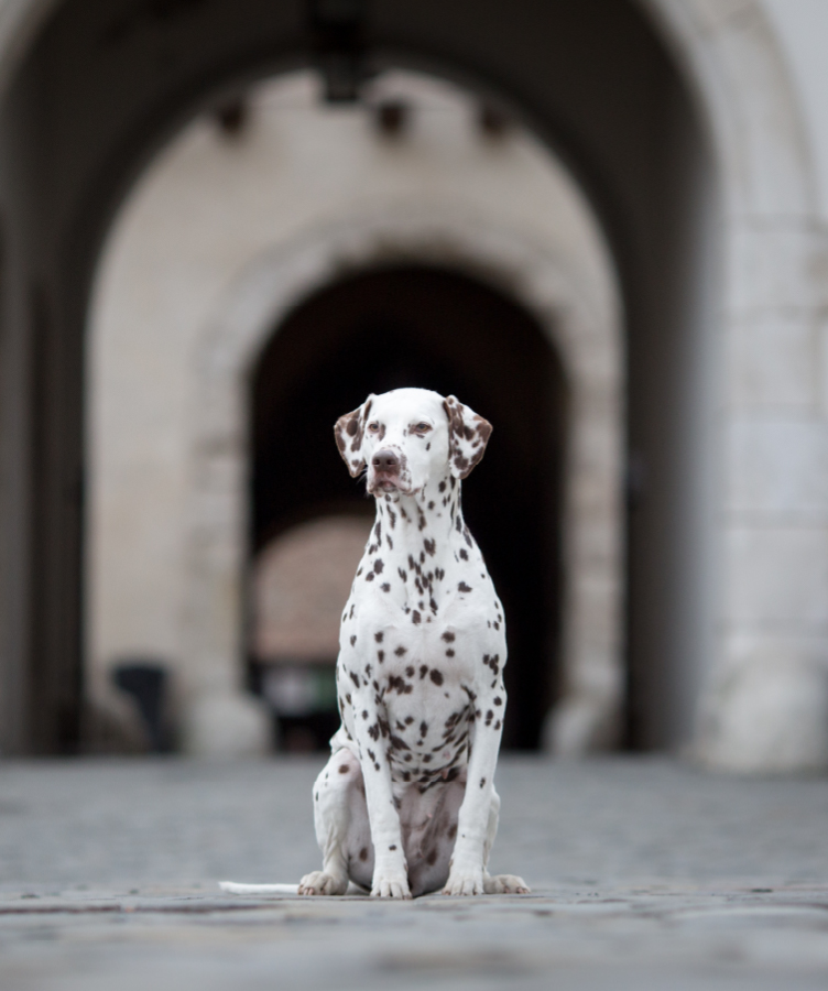 How Much Do Petco Dog Trainers Make