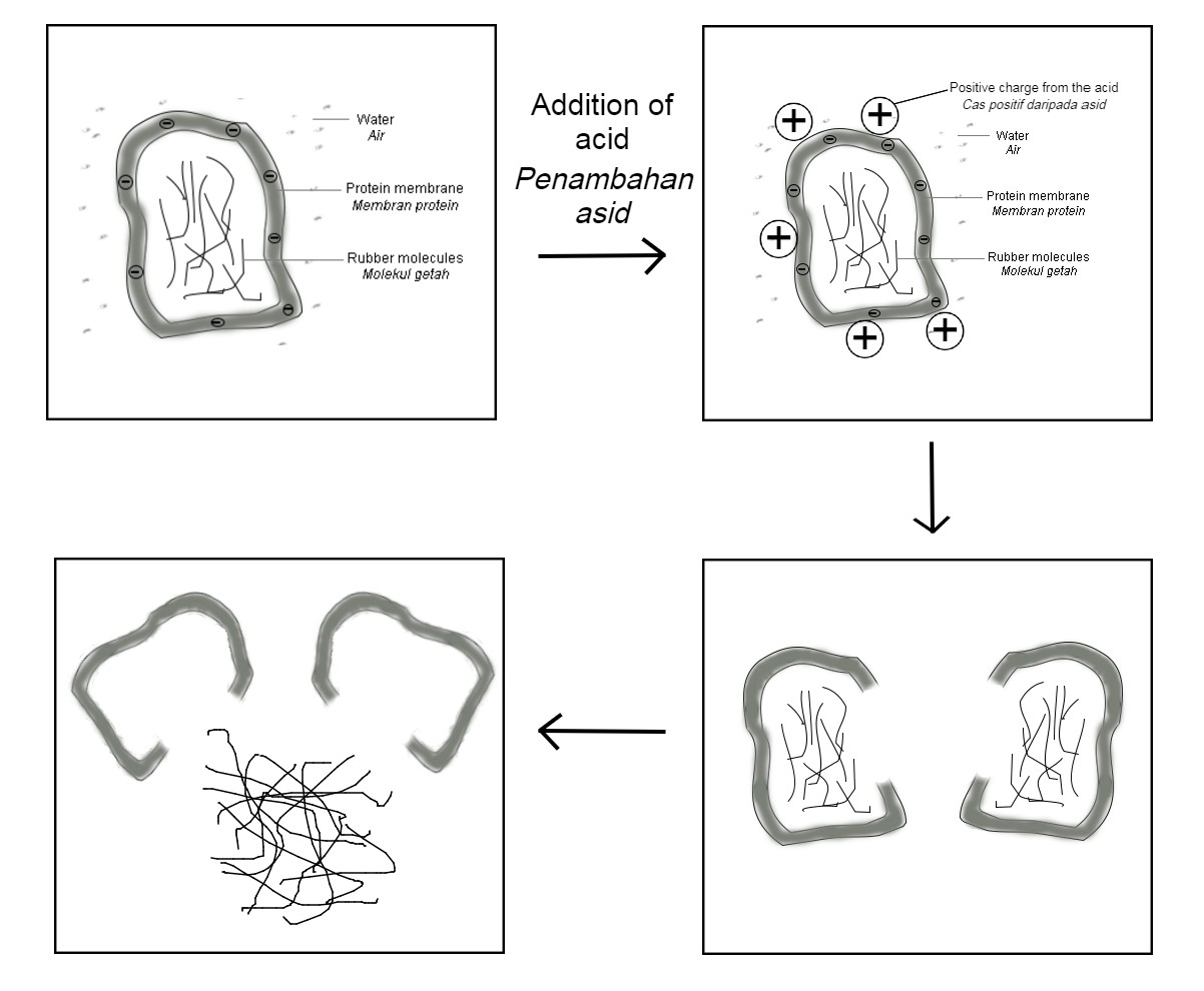 Coagulation Of Latex astonishingceiyrs