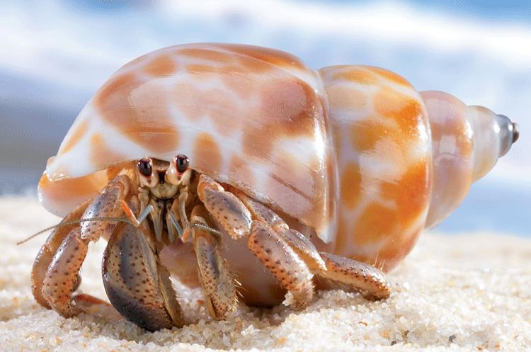 Hermit Crab – Questionable Evolution