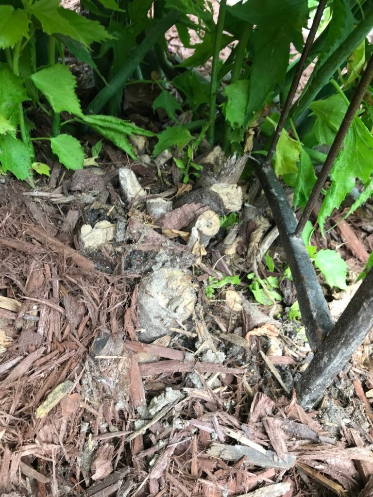 Read 1 answer to a question about Hibiscus that grows in stalk form