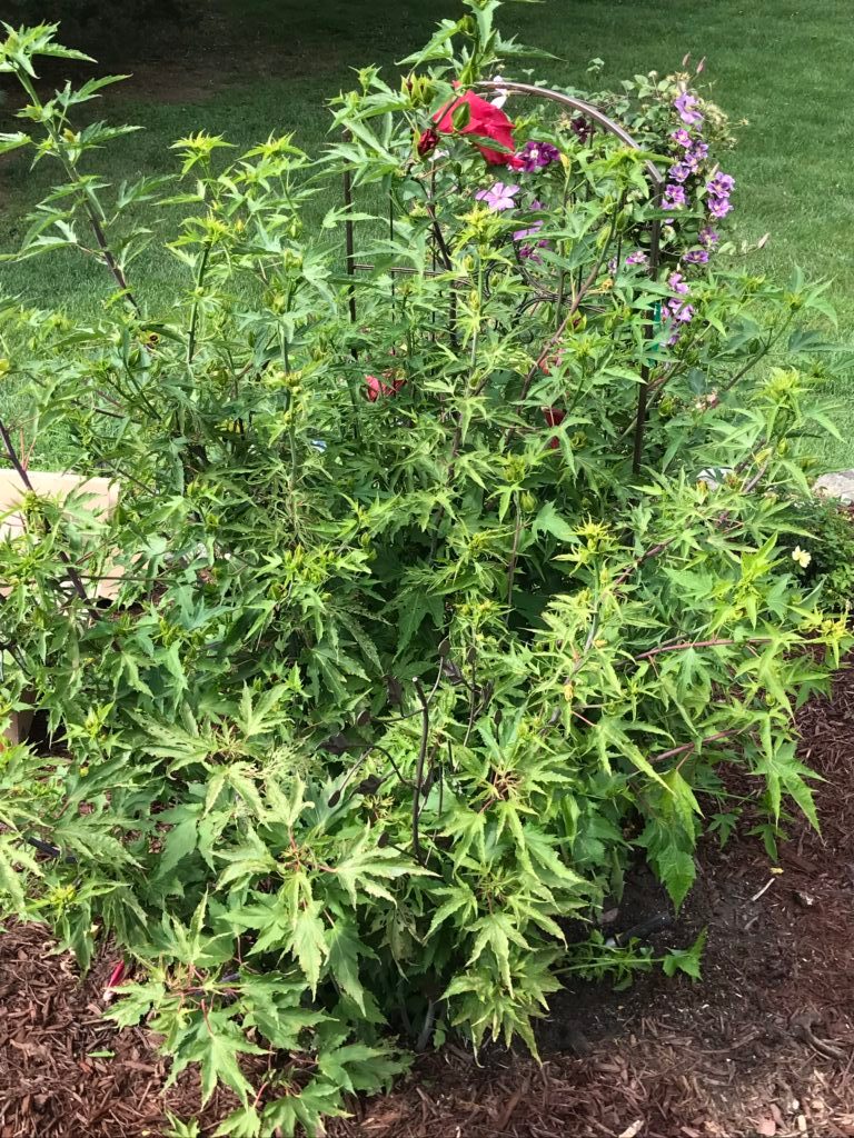 Read 1 answer to a question about Type of hibiscus with Stalks