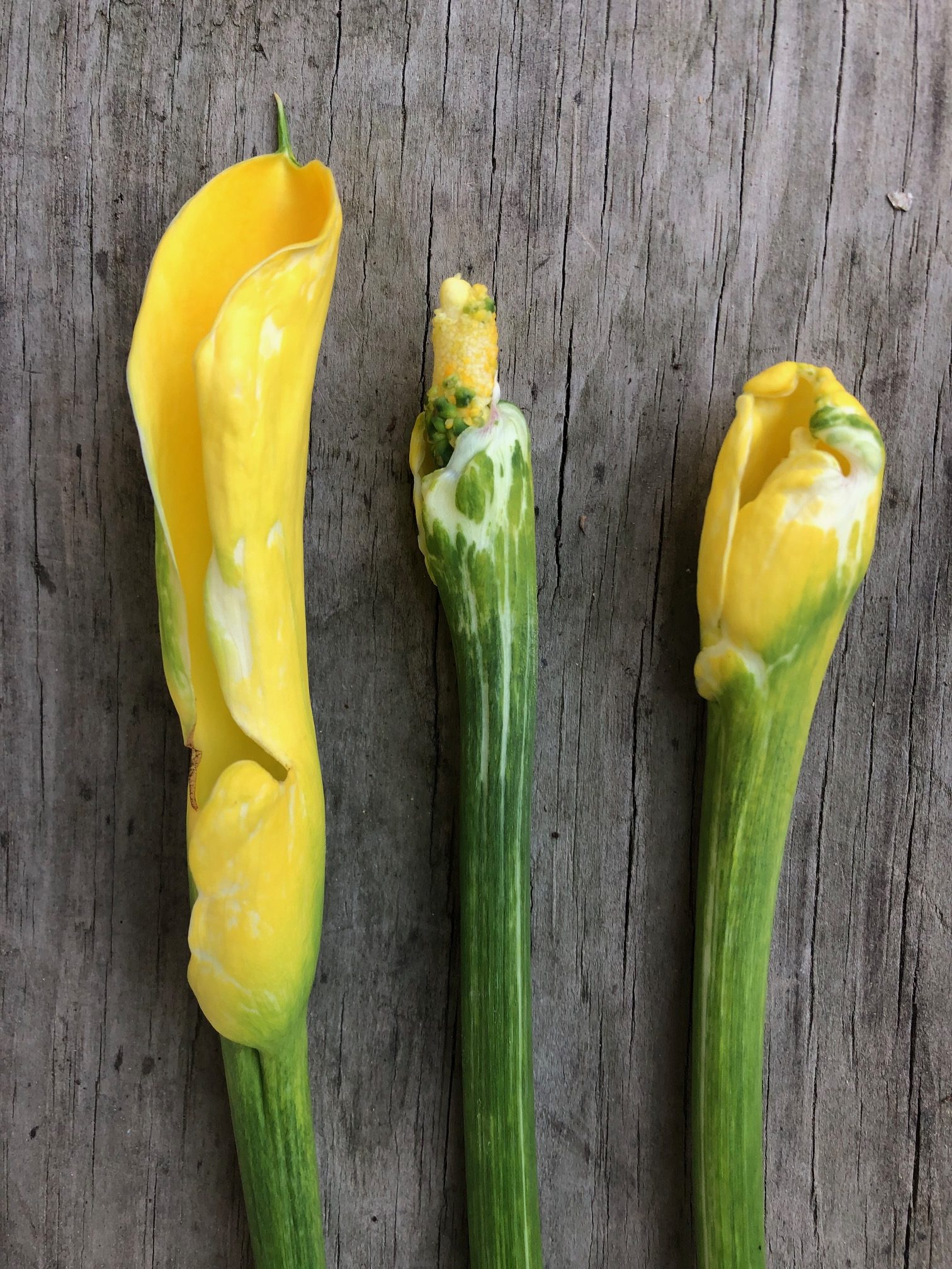 Read 1 answer to a question about Why Are My Calla Buds Malformed