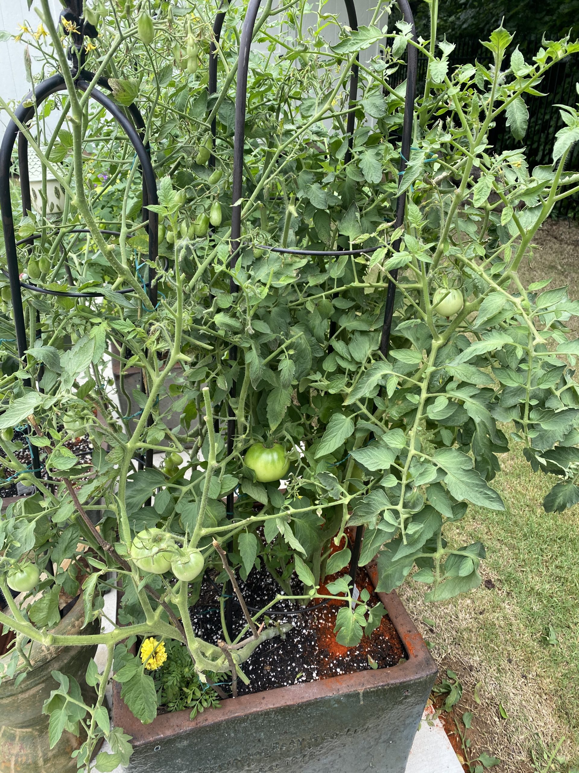 Read 2 answers to a question about Help! Over Fertilized Tomatoes