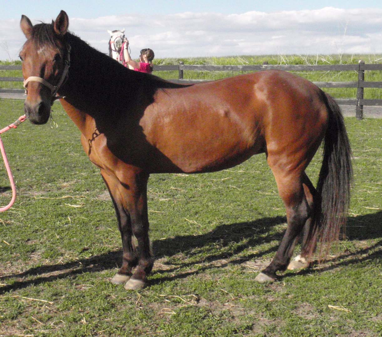 QUEST Stables Quincy Illinois