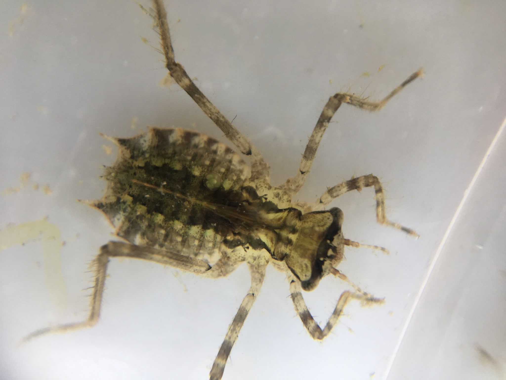 Baby dragonflies serve as sentinels for toxins in National Park waters