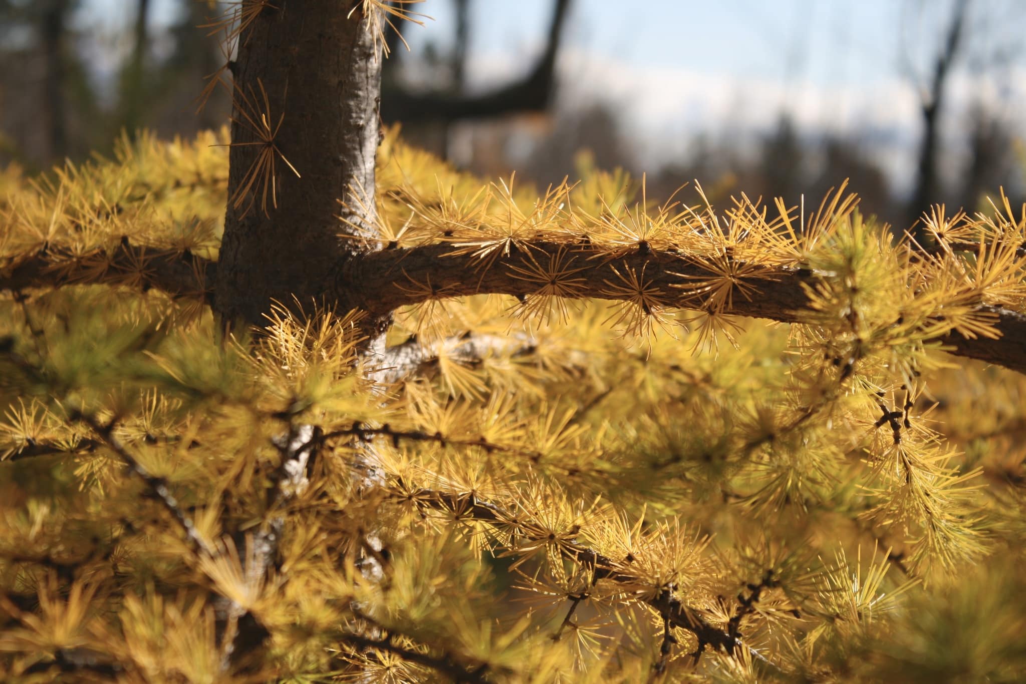 Climate change causing trouble for tamarack trees