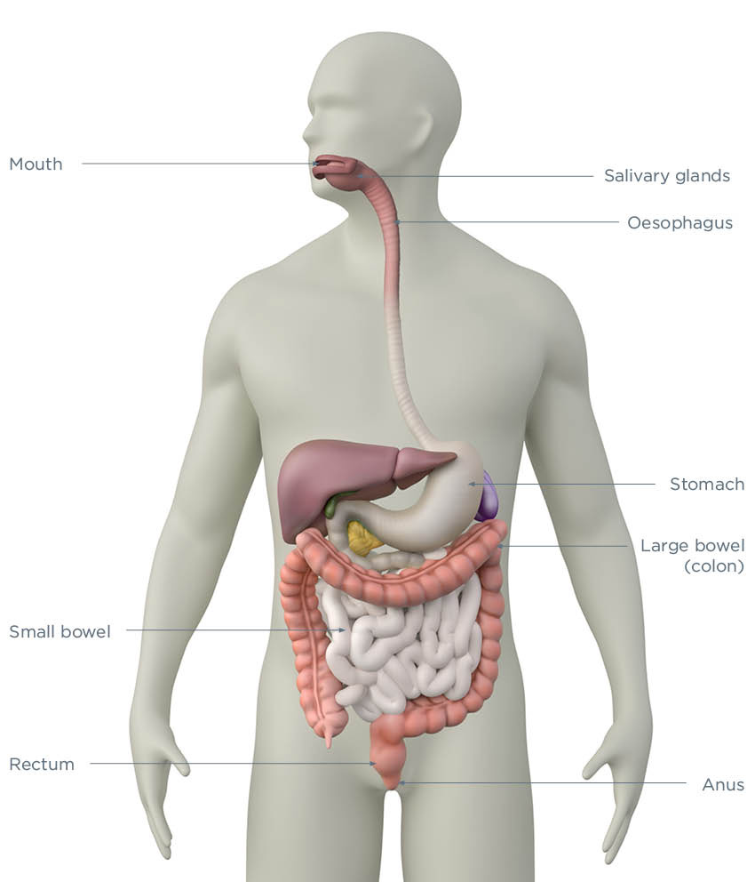How Does the Bowel Work in the Digestive System?