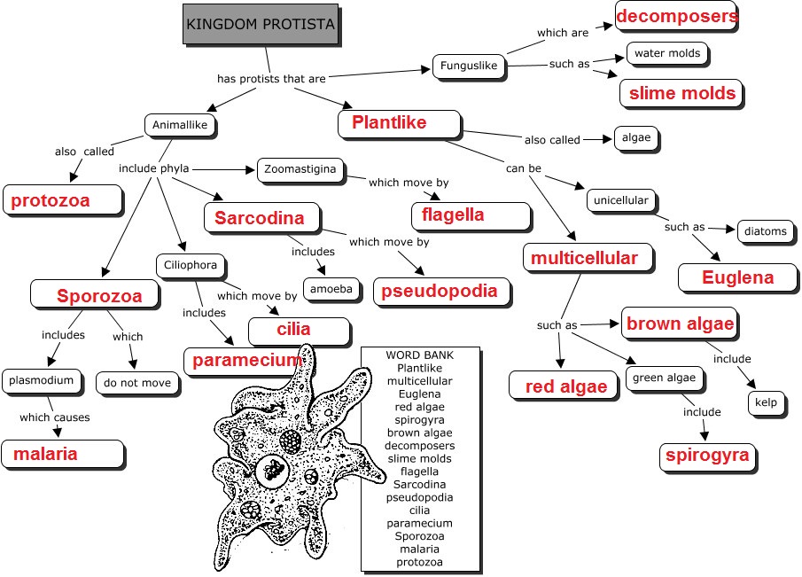 Mind Map Kingdom Protista Quia Class Page 6th Grade Enrichment SMS