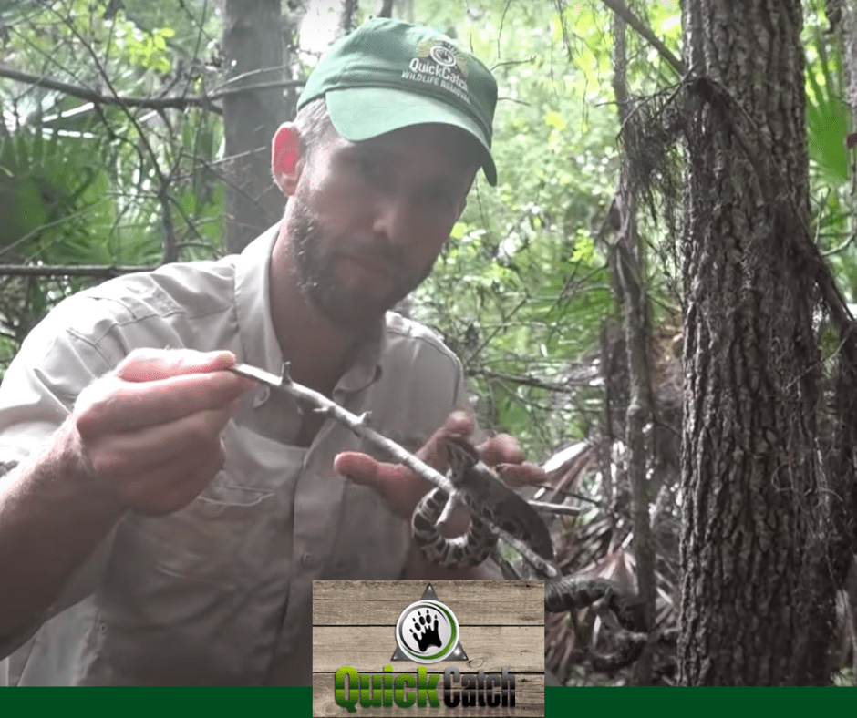 How Dangerous is a Water Moccasin? Quick Catch