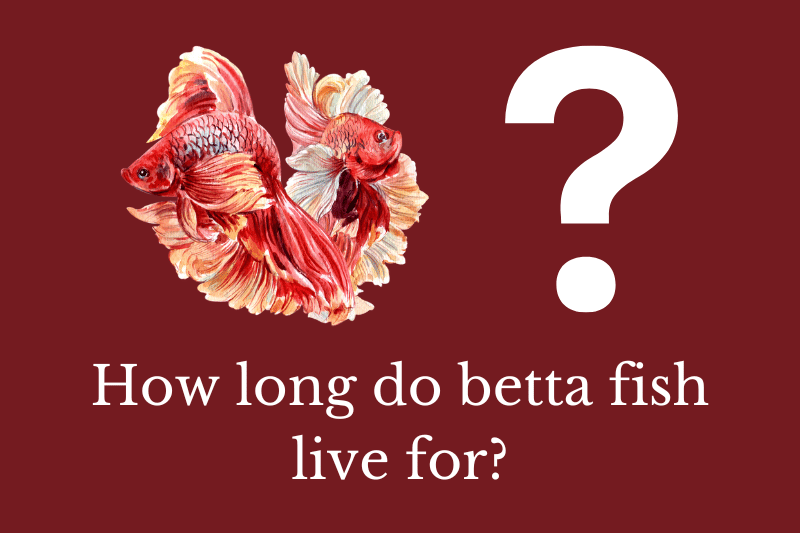 How long do betta fish live? Quick Answer