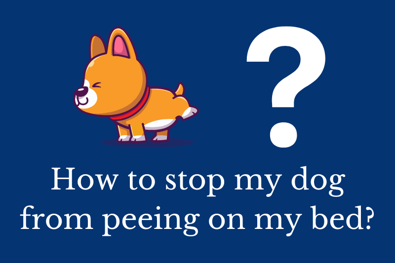 What to put in dog food to stop eating poop? Quick Answer