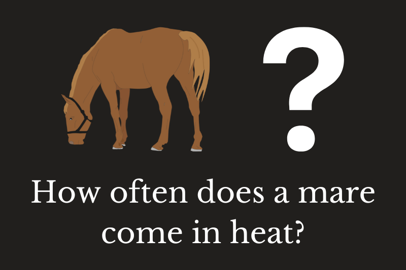 How often does a mare come in heat? Quick Answer