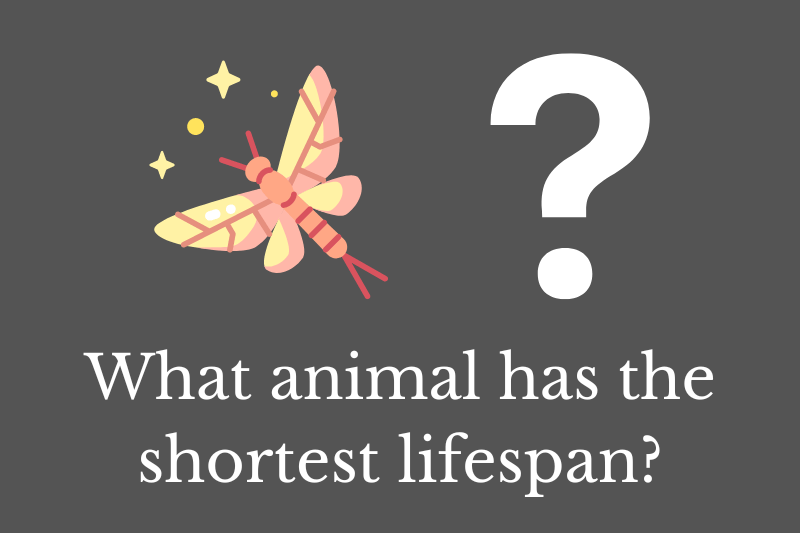 What animal has the shortest lifespan? Quick Answer