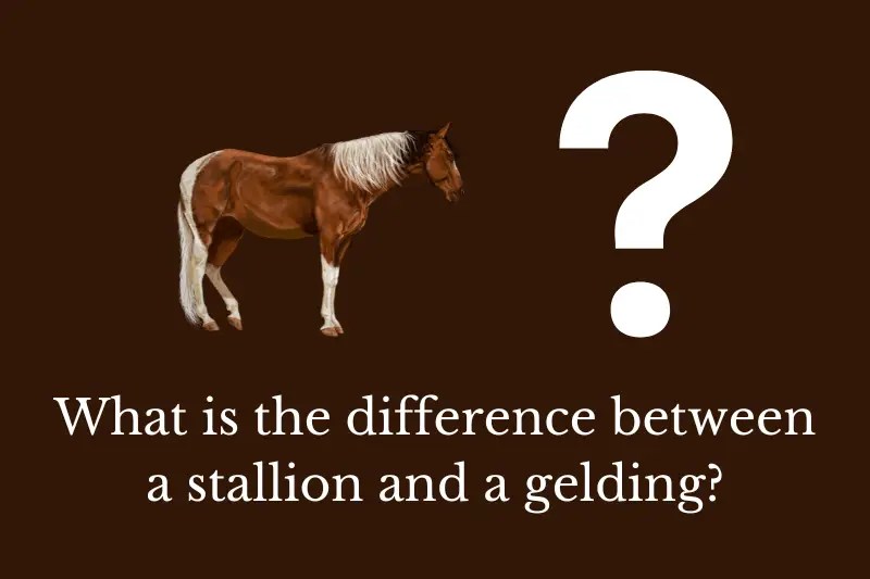 What is the difference between a stallion and a gelding?