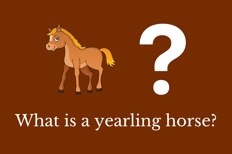 What is the difference between a stallion and a gelding?
