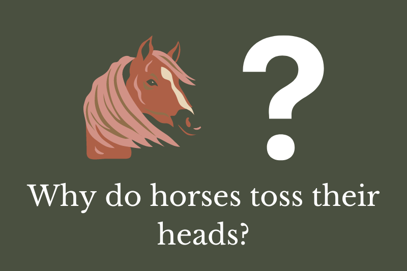 Why do horses toss their heads? Quick Answer