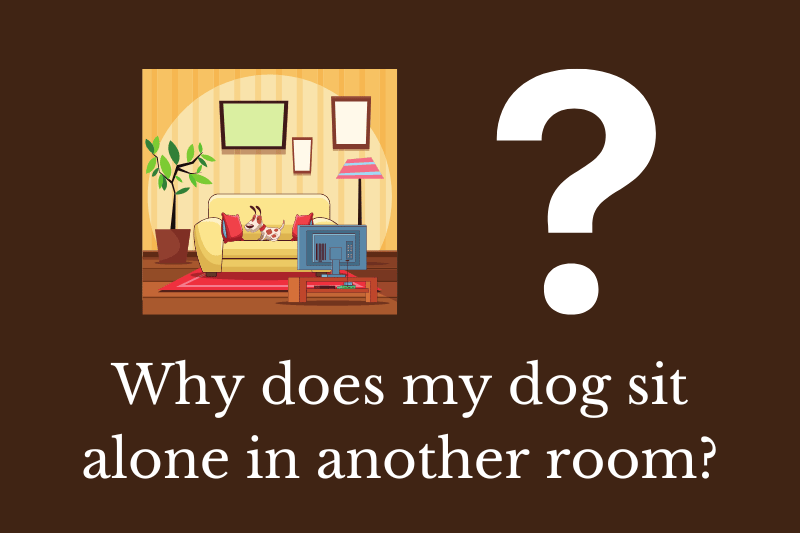 Why does my dog sit alone in another room? Quick Answer