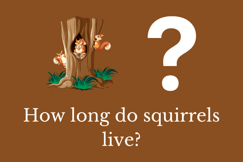 How long do squirrels live? Quick Answer