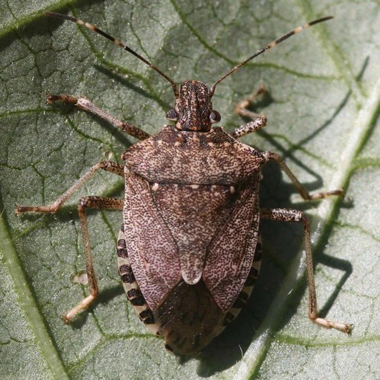 Asian Beetles; These Bugs Are Set to Invade Minnesota