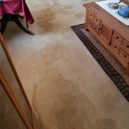QuickDry Carpet Cleaning & Care, Rochester NY Dries in Hours not Days