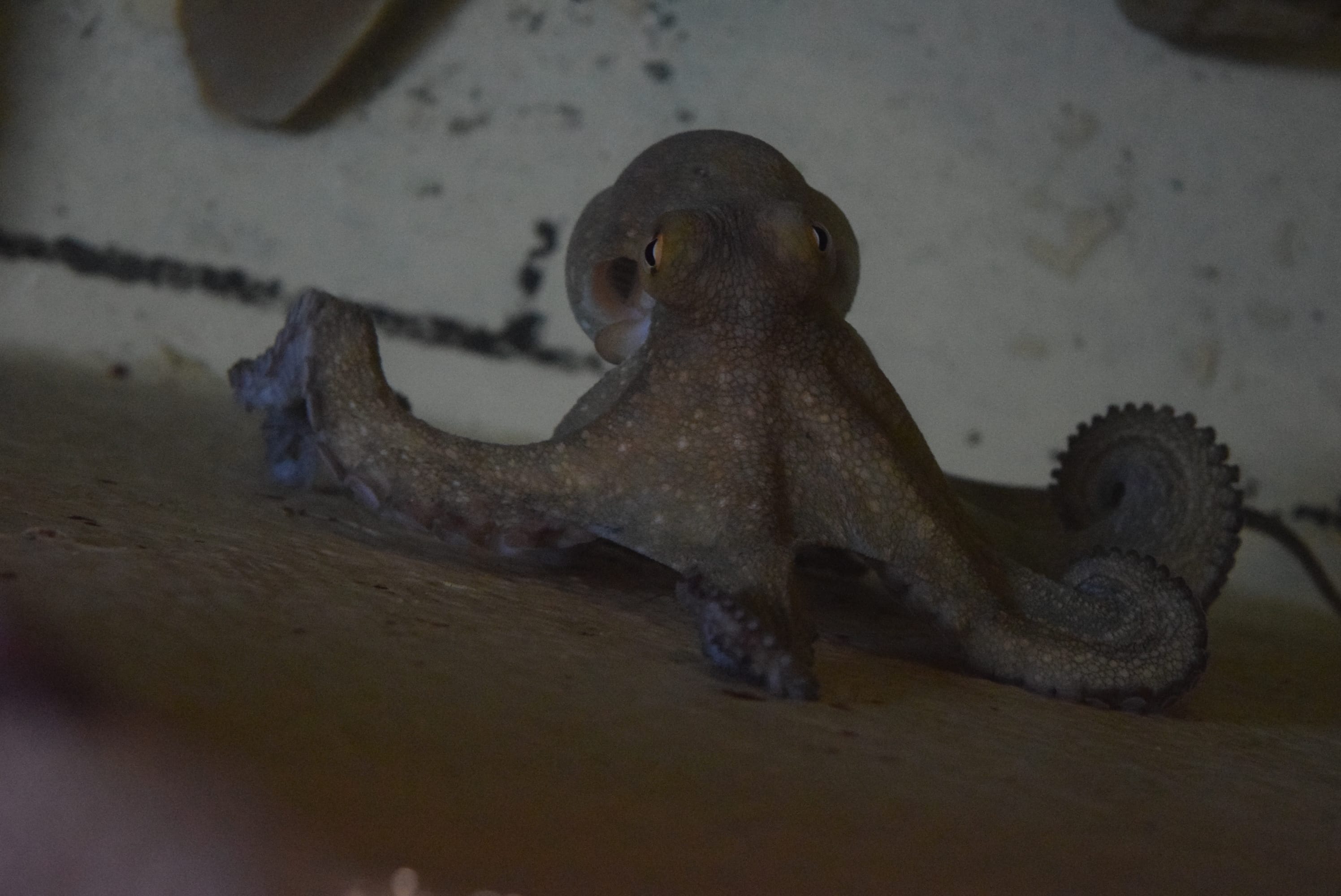 The Shark Lab Mini Aquarium Mossel Bay Quick List