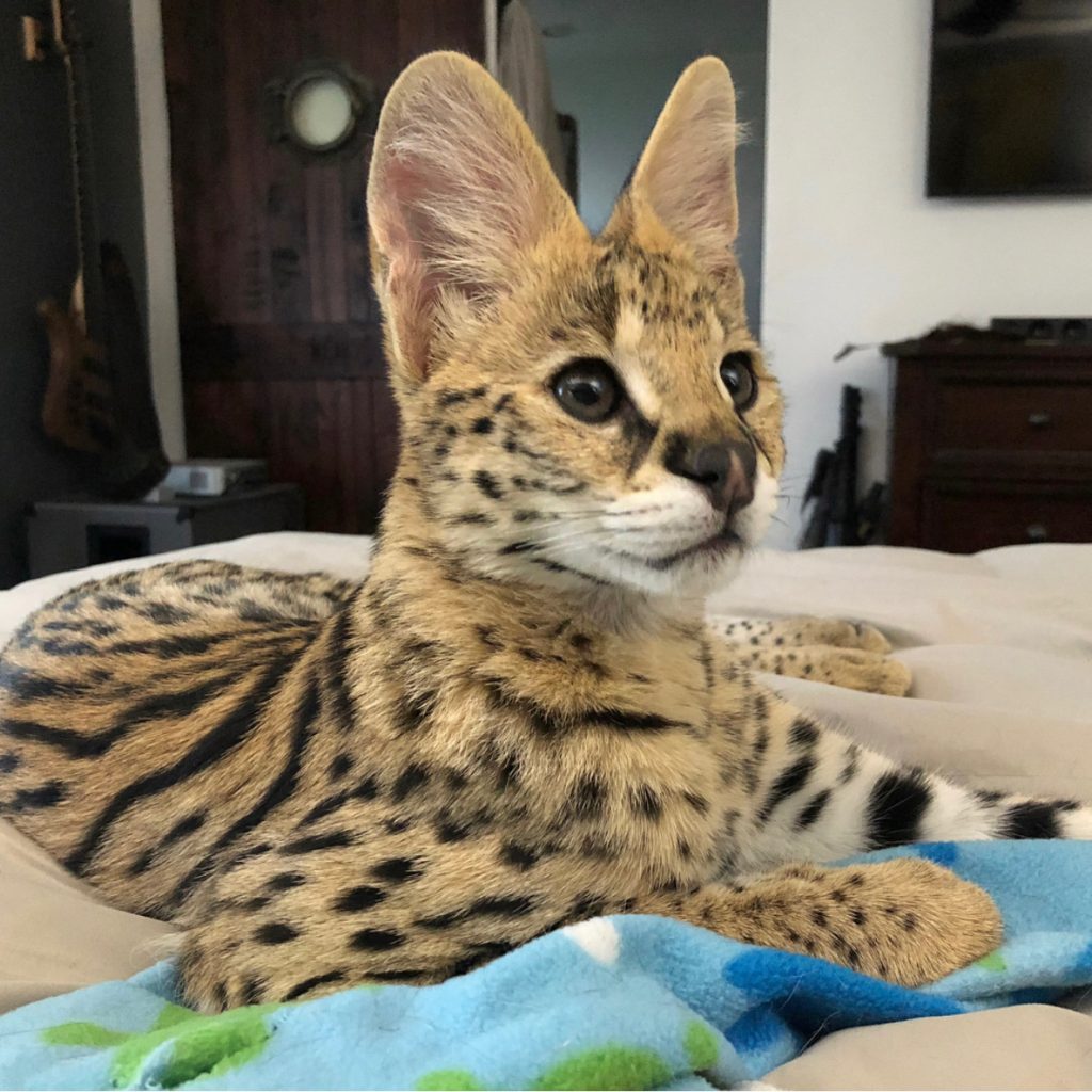 African Serval Cats Quick Market