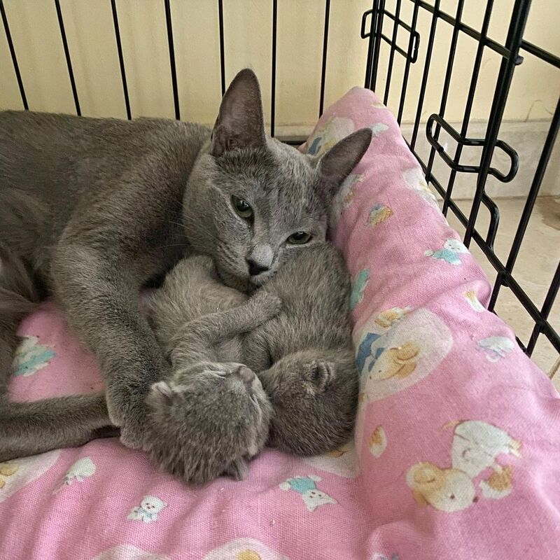 Russian Blue Kittens for sale male and females Quick Market