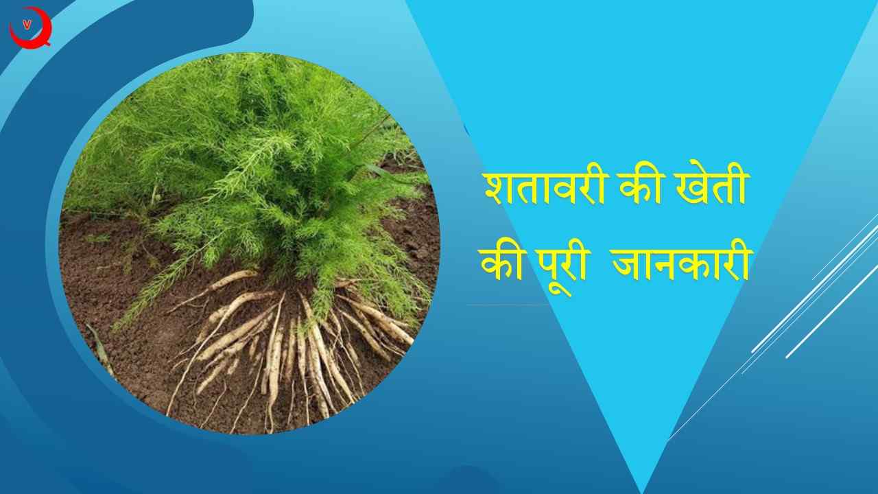 Shatavari ki Kheti in Hindi शतावरी की खेती की पूर्ण जानकारी