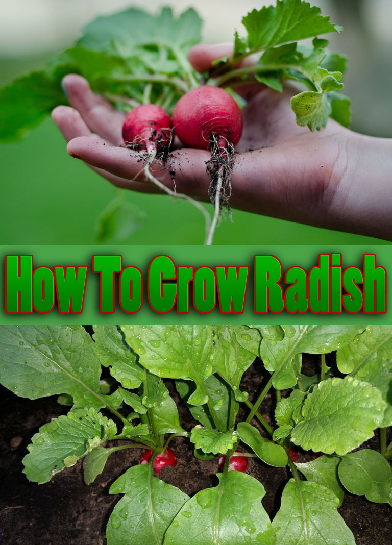 Quiet CornerHow To Grow Radish Quiet Corner