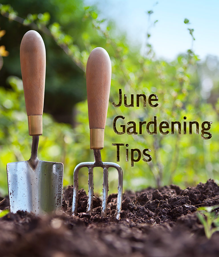 Quiet CornerJune Gardening Tips Quiet Corner