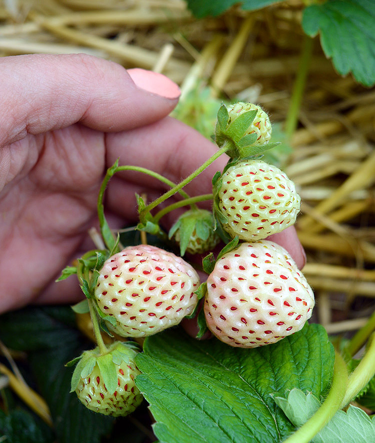 Pineberries Growing Guide