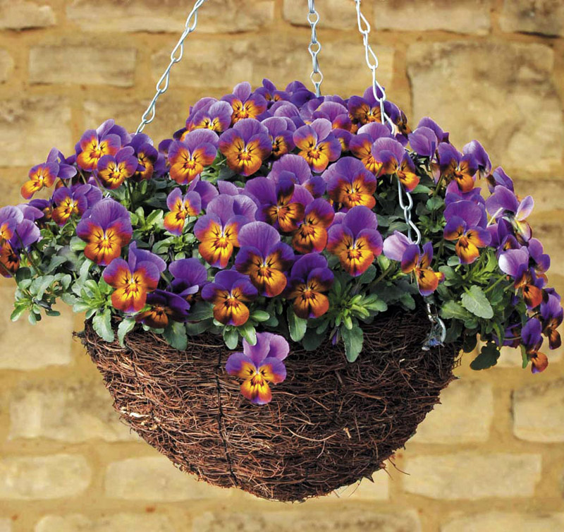 Quiet CornerHow To Plant Hanging Baskets and Containers Quiet Corner
