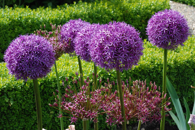 Quiet CornerGrow These 10 Easy Perennials From Seed Quiet Corner