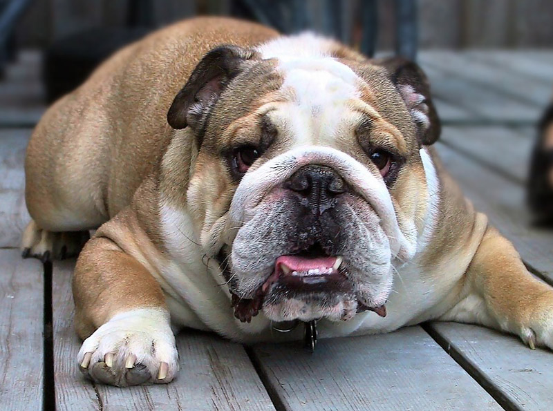 Quiet CornerThe Best Indoor Dog Breeds Quiet Corner