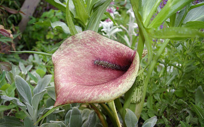 Quiet CornerThe Worst Smelling Flowers in The World Quiet Corner