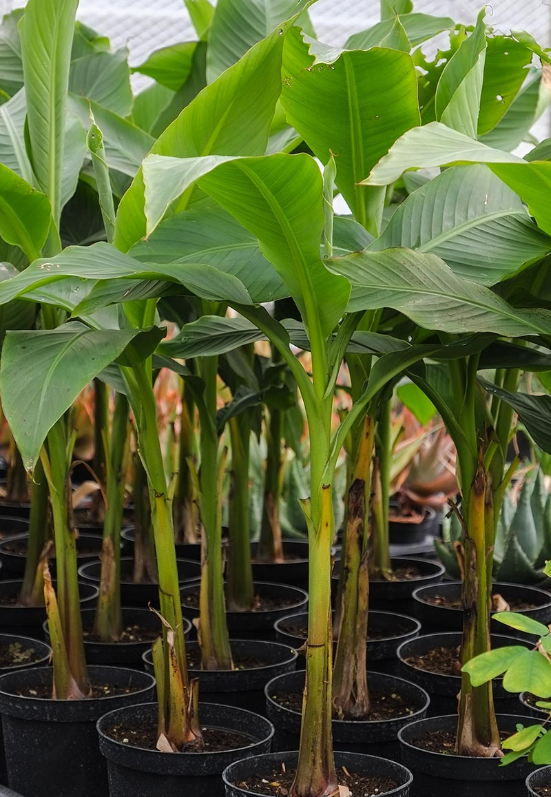 Quiet CornerHow To Grow Banana Trees In Pots Quiet Corner