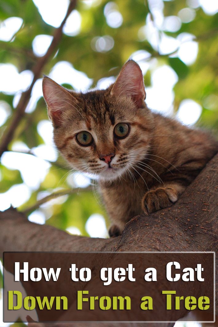 Quiet CornerHow to Get a Cat Down From a Tree Quiet Corner
