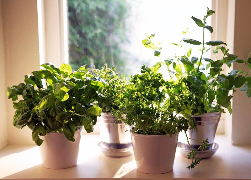 Quiet CornerHow to grow herbs indoors this winter Quiet Corner