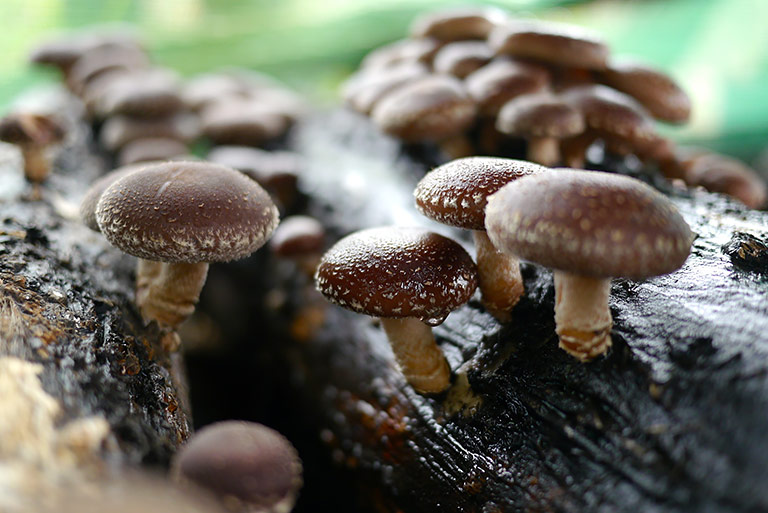 Quiet Corner5 Medicinal Mushrooms With Powerful Health Benefits