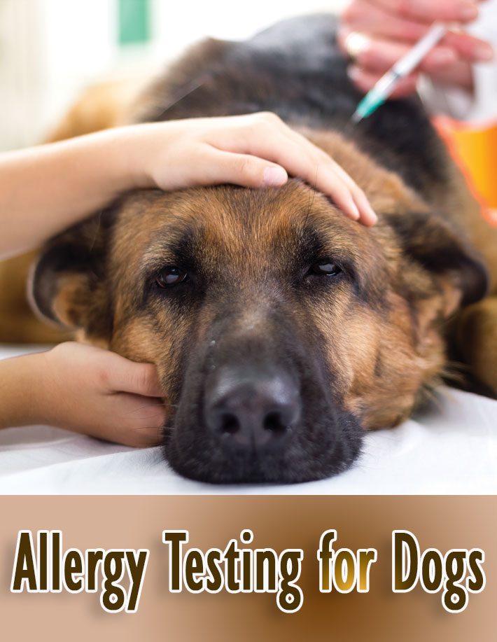 Quiet CornerAllergy Testing for Dogs Quiet Corner
