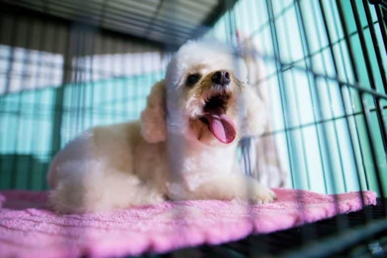 Soundproofing Dog Crate Proven Ways To Stop Dog Barking In Kennels
