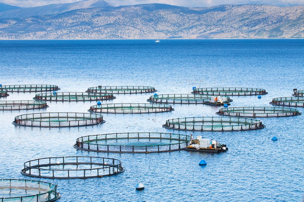 Unpacking the UN’s Sustainable Development Goals The Healthy Fish Unpacking the UN’s Sustainable Development Goals The Healthy Fish