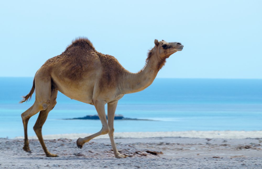 6 Animals You Didn't Know Love To Swim Margaritaville Blog