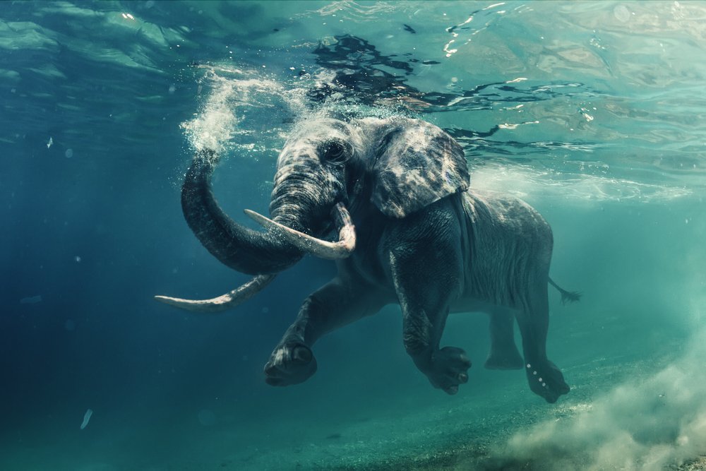 Spartankid's guide to common so, realistically, if one of you strong swimmers from this sub was on a boat in the middle of the ocean with no sharks and the water was warm, how long. 6 Animals You Didn't Know Love To Swim - Margaritaville Blog