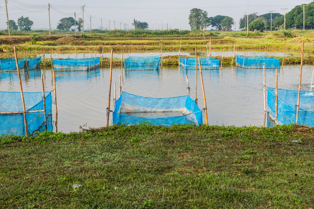 4 Common Methods for Aquaculture The Healthy Fish