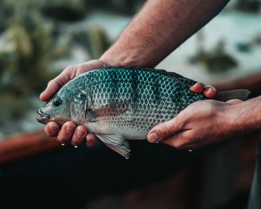 Answers to 8 Frequently Asked Questions About Tilapia The Healthy Fish